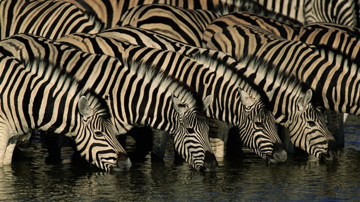 Black and white striped animal, zebra HD wallpapers #11