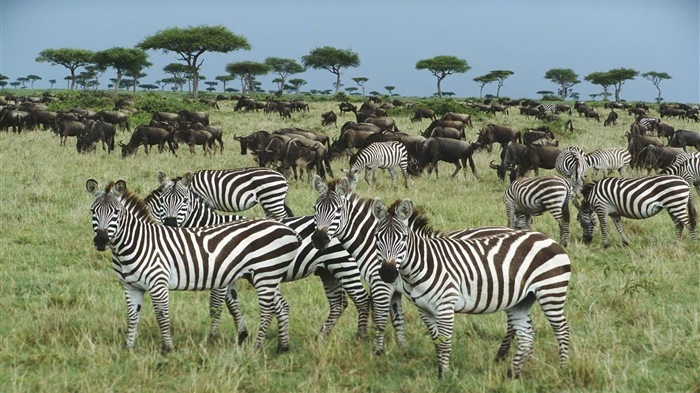 Animales de rayas blanco y negro, fondos de pantalla de alta definición de cebra #12