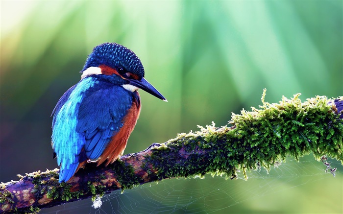 Fishing master, kingfisher HD wallpapers #8