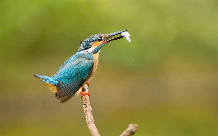 Fishing master, kingfisher HD wallpapers #9