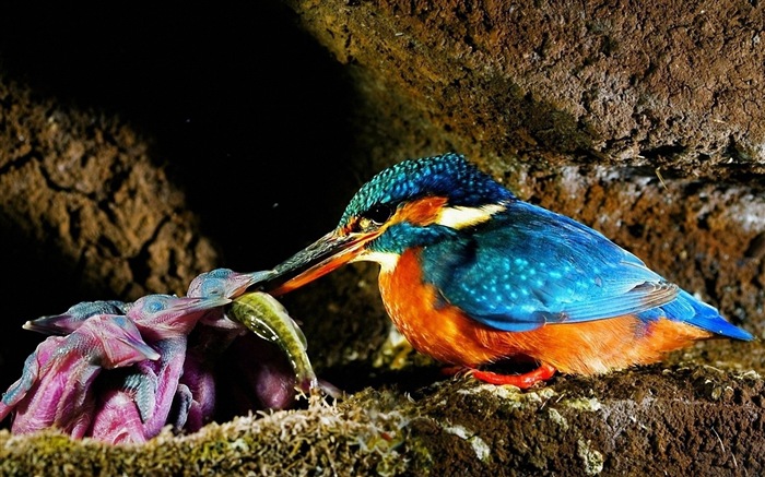 Fishing master, kingfisher HD wallpapers #11