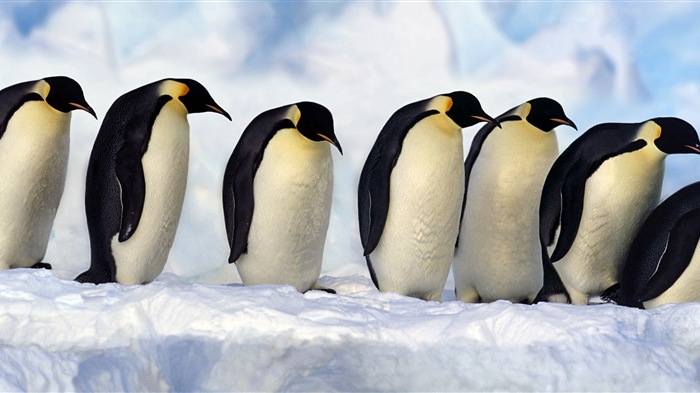 Animal world, Windows 8 panoramic widescreen wallpapers #1