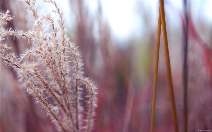 五颜六色的鲜花特写，Windows 8 高清壁纸6