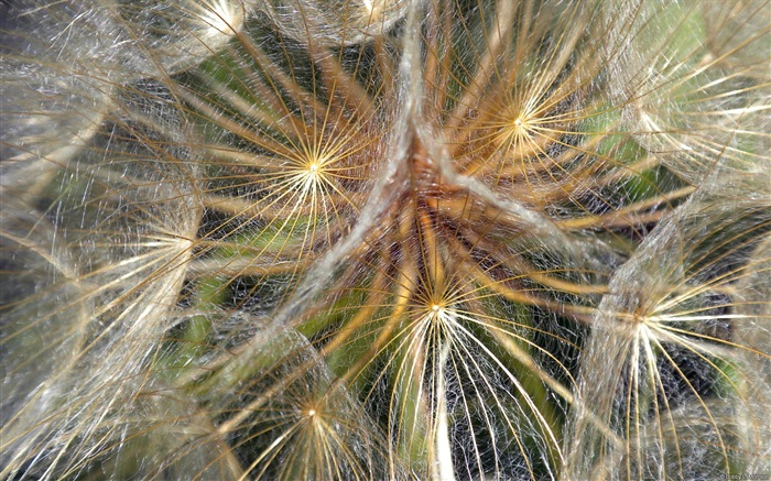 Fleurs colorées close-up, de Windows 8 fonds d'écran HD #7