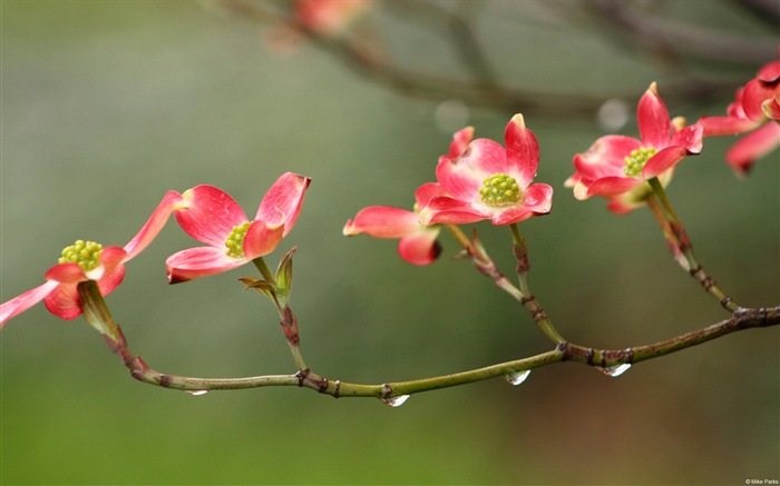 Fleurs colorées close-up, de Windows 8 fonds d'écran HD #15