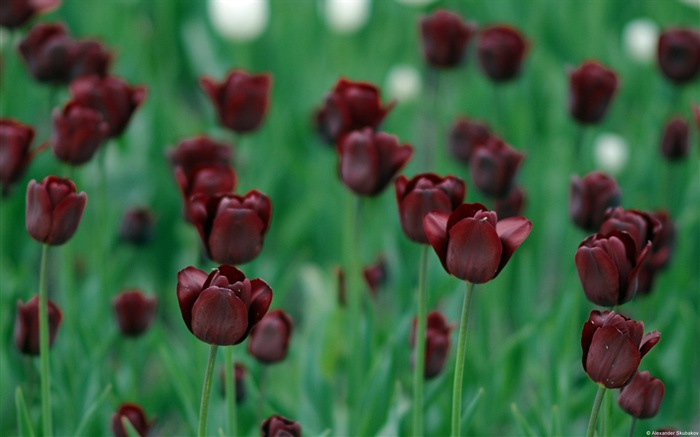 Fleurs colorées close-up, de Windows 8 fonds d'écran HD #18