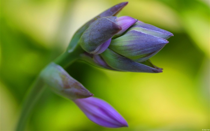 Fleurs colorées close-up, de Windows 8 fonds d'écran HD #21