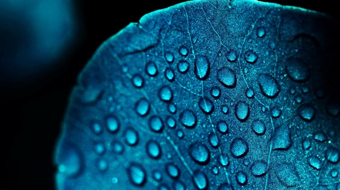 Plant leaves with dew HD wallpapers #1