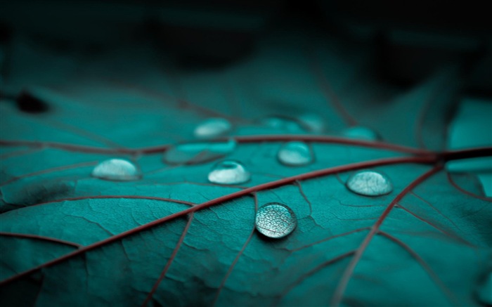 Plant leaves with dew HD wallpapers #8