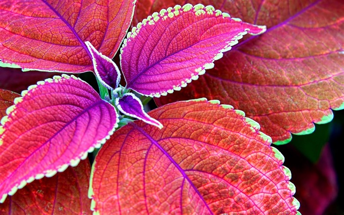 Plant leaves with dew HD wallpapers #10