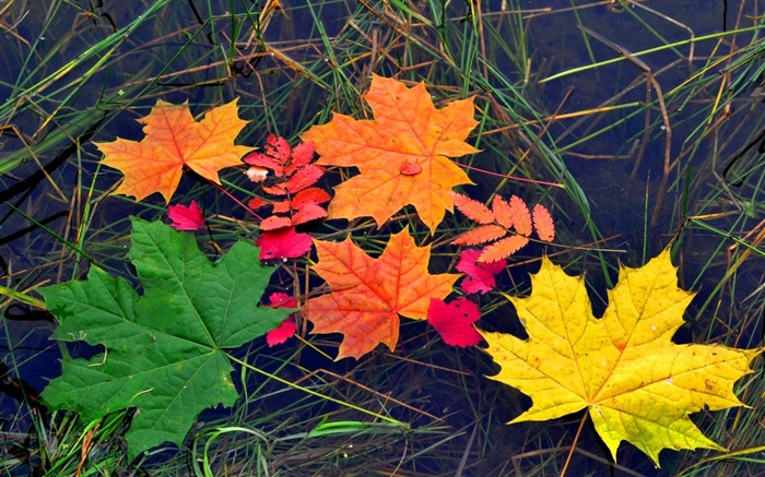 Les feuilles des plantes avec des papiers peints rosée HD #18