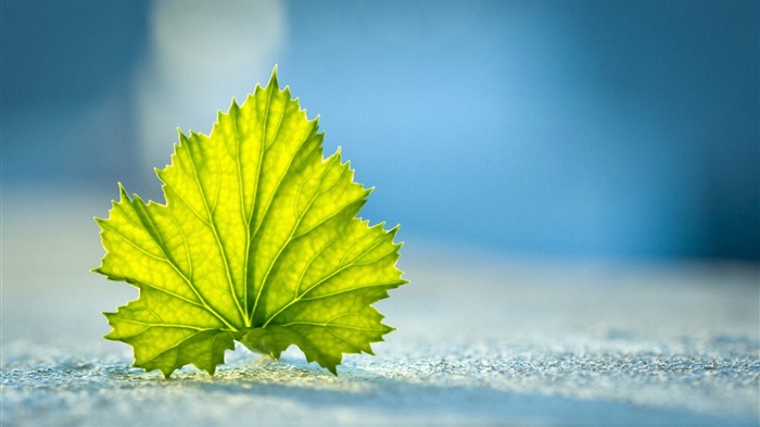 Hojas de las plantas con fondos de pantalla de alta definición de rocío #19