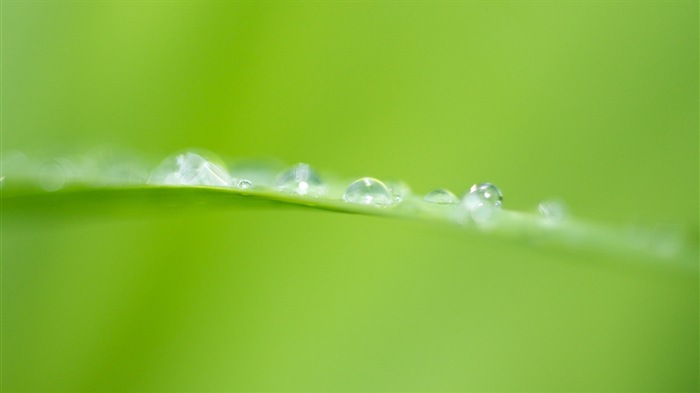 Plant leaves with dew HD wallpapers #20