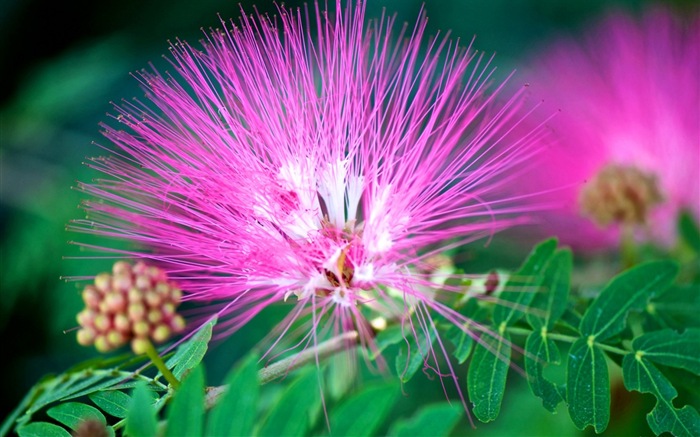 Primer plano macro de fondos de pantalla de alta definición hermosas flores #11