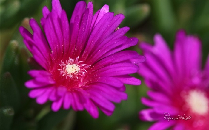 Fleurs de printemps floraison, Windows 8 écran thème #14