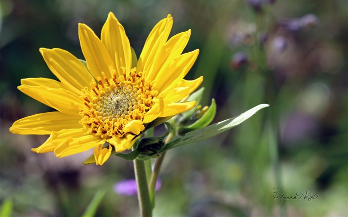 Frühlingsblumen blühen, Windows 8 Theme Wallpaper #16