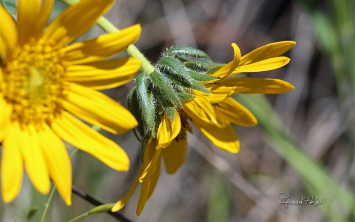 Spring flowers bloom, Windows 8 theme wallpaper #17