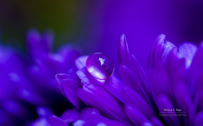 Blumen mit Tau close-up, Windows 8 HD Wallpaper #2