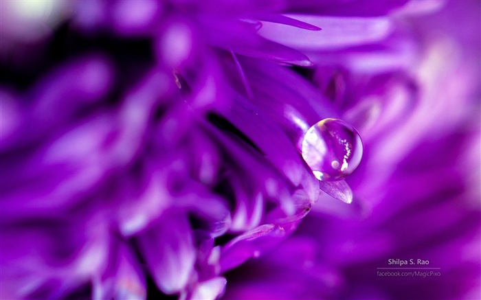 Fleurs avec la rosée close-up, Windows 8 fonds d'écran HD #5