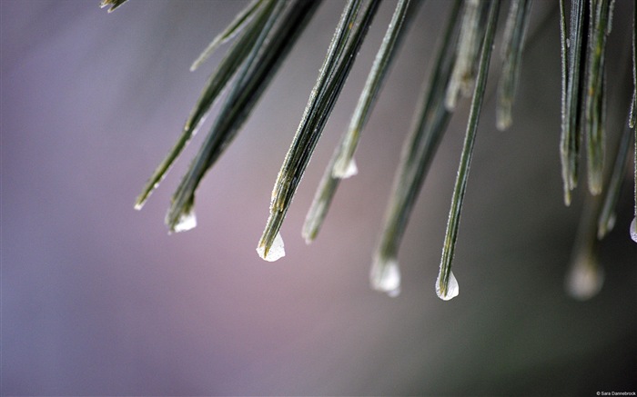 Temáticos de agua, ventanas 8 fondos de pantalla de alta definición #18