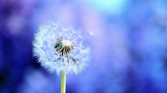 Beautiful plants close-up, dandelion HD wallpapers #1