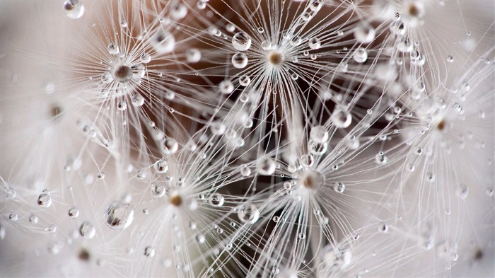 Beautiful plants close-up, dandelion HD wallpapers #6