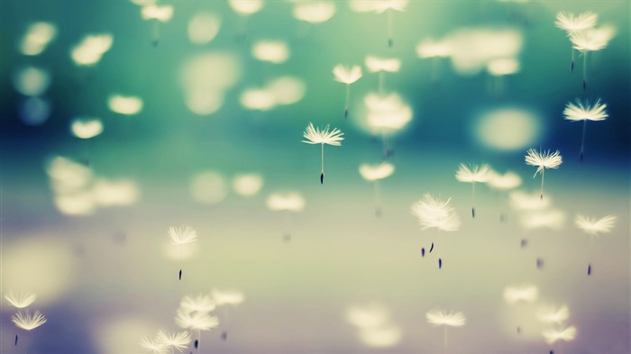 Beautiful plants close-up, dandelion HD wallpapers #7