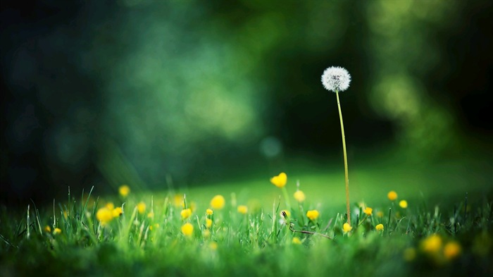 Hermosas plantas de primer plano, fondos de pantalla de alta definición de diente de león #8