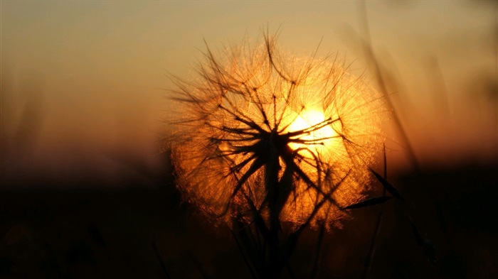 Beautiful plants close-up, dandelion HD wallpapers #10