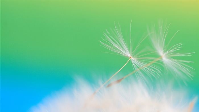 Beautiful plants close-up, dandelion HD wallpapers #12