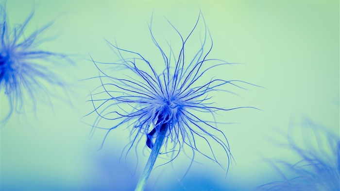 Beautiful plants close-up, dandelion HD wallpapers #14