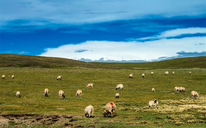 Qinghai Plateau beautiful scenery wallpaper #17