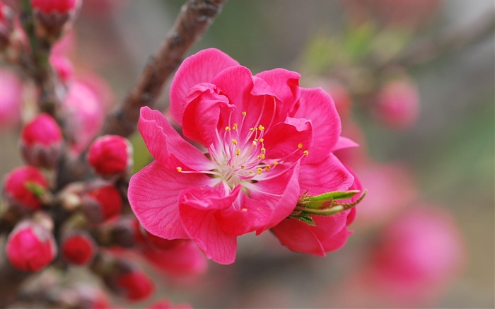 Pink peach flowers HD wallpaper #1