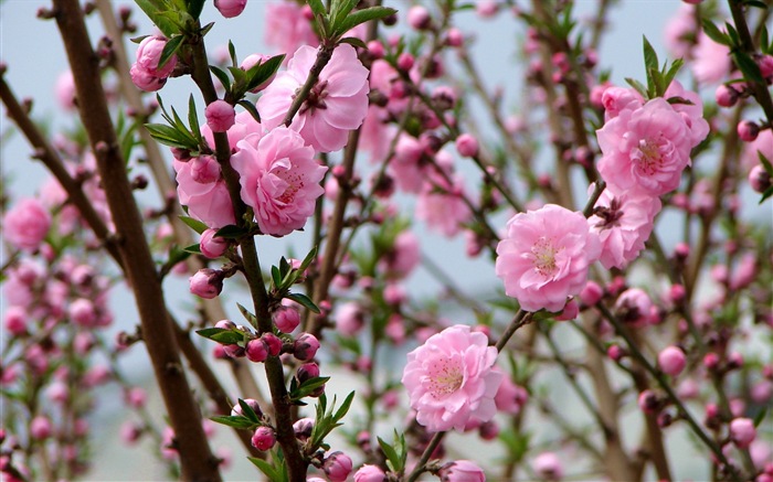 Pink peach flowers HD wallpaper #2