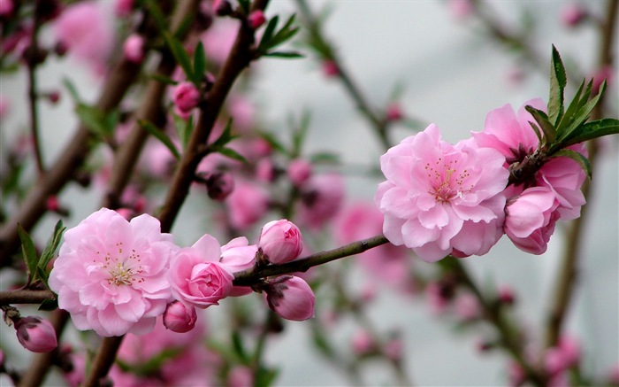 Pink peach flowers HD wallpaper #3