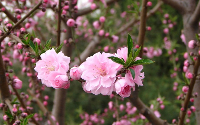 Pink peach flowers HD wallpaper #5