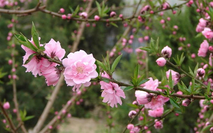 Pink peach flowers HD wallpaper #6