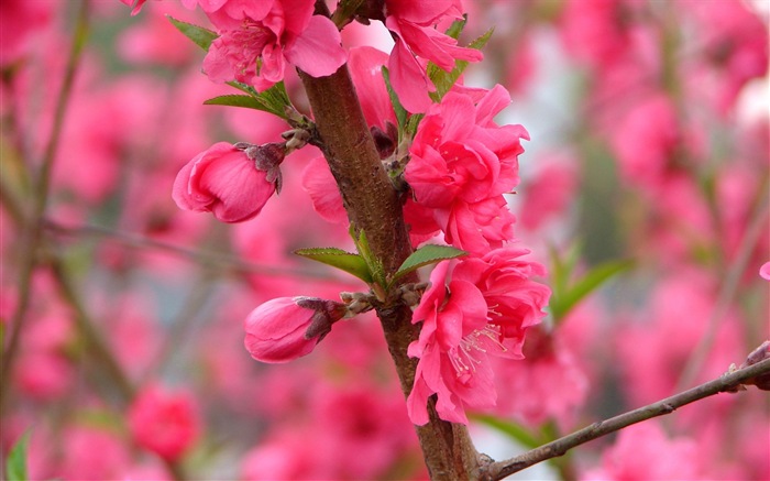 Pink peach flowers HD wallpaper #8