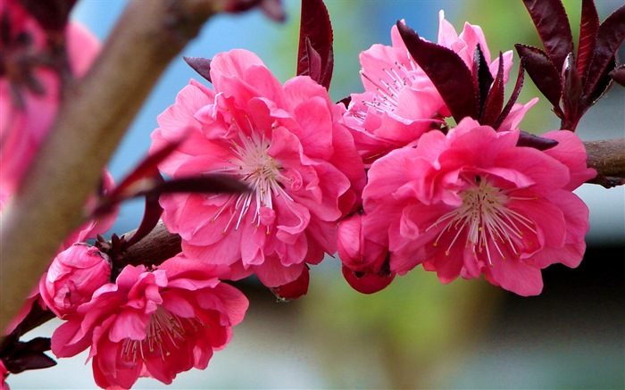 Pink peach flowers HD wallpaper #9