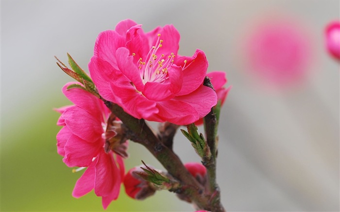 Pink peach flowers HD wallpaper #12