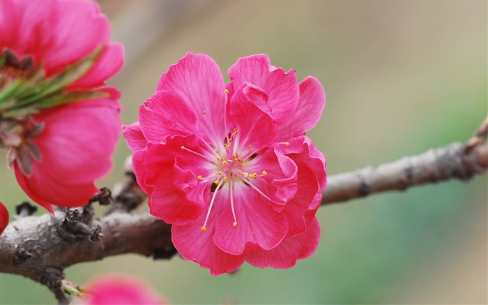 Pink peach flowers HD wallpaper #13