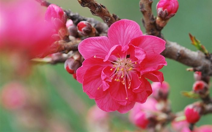 Pink peach flowers HD wallpaper #14