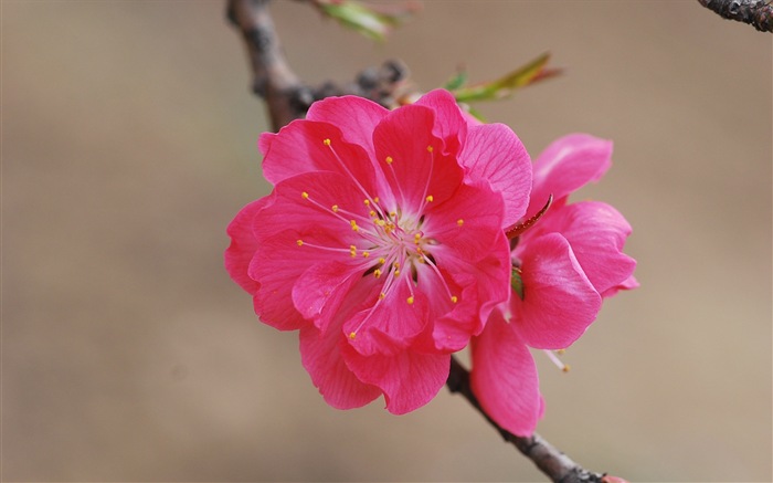 Pink peach flowers HD wallpaper #15