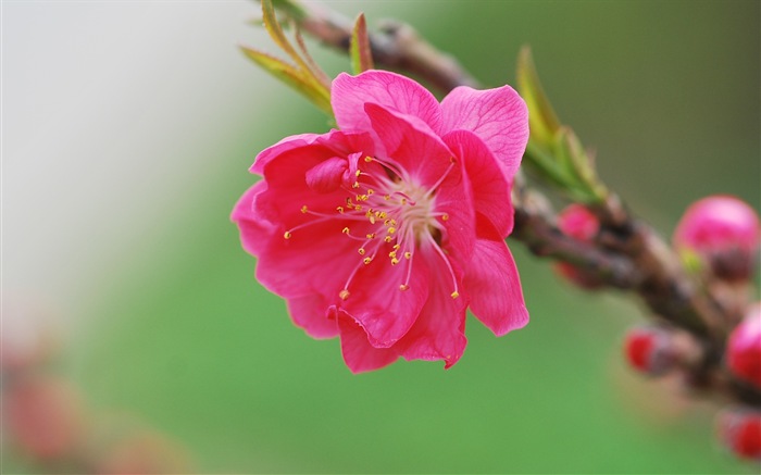 Pink peach flowers HD wallpaper #16