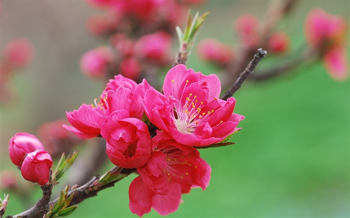 Fleurs de pêchers en fleurs d'écran HD #18