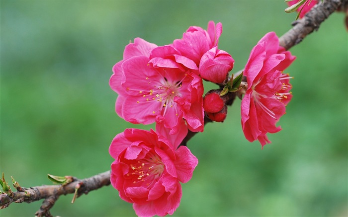Růžové broskev květiny HD tapetu #20