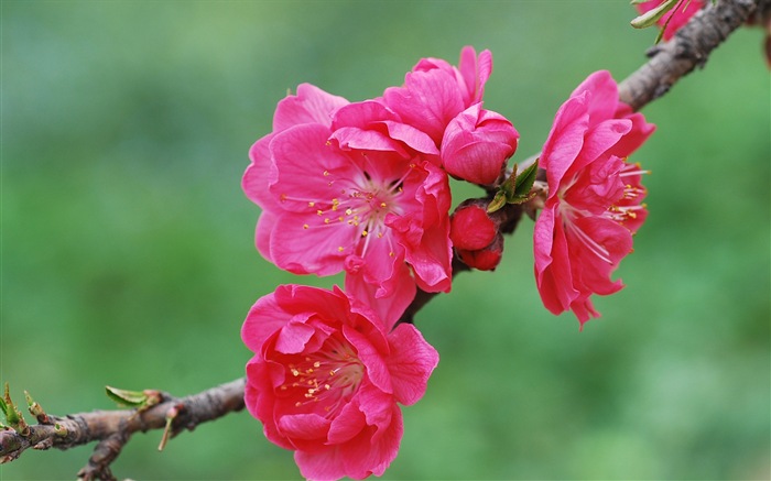 Pink peach flowers HD wallpaper #20