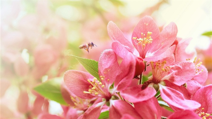 Hazy belles fleurs d'écran HD #5