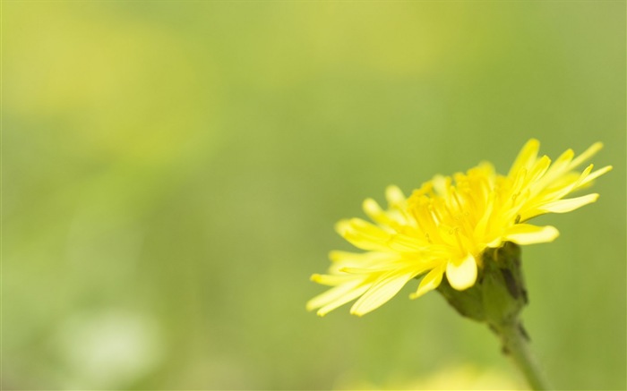 Hazy belles fleurs d'écran HD #18