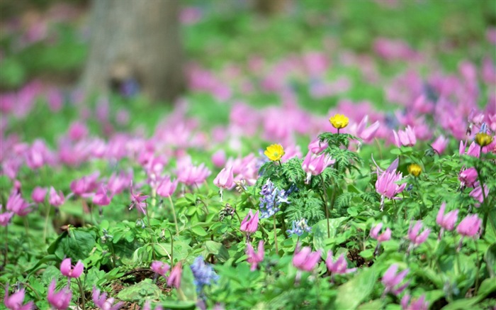 Hazy belles fleurs d'écran HD #20